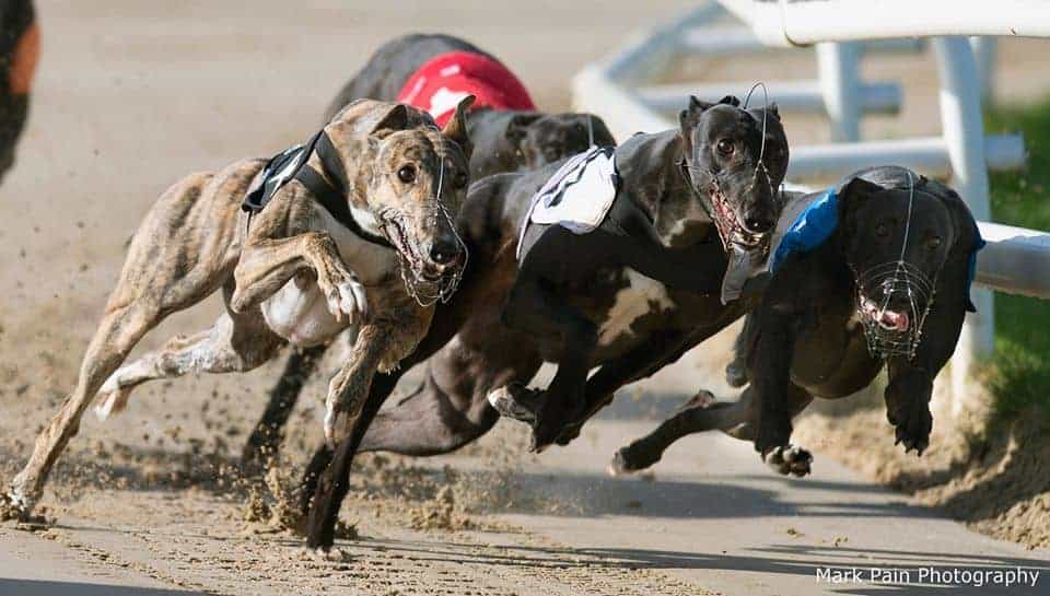 Towcester greyhound betting strategy differences between ripple bitcoin and ethereum