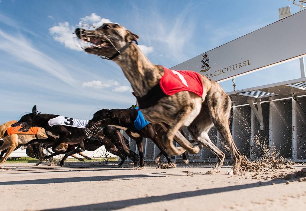 English Greyhound Derby 2024 Towcester Racecourse