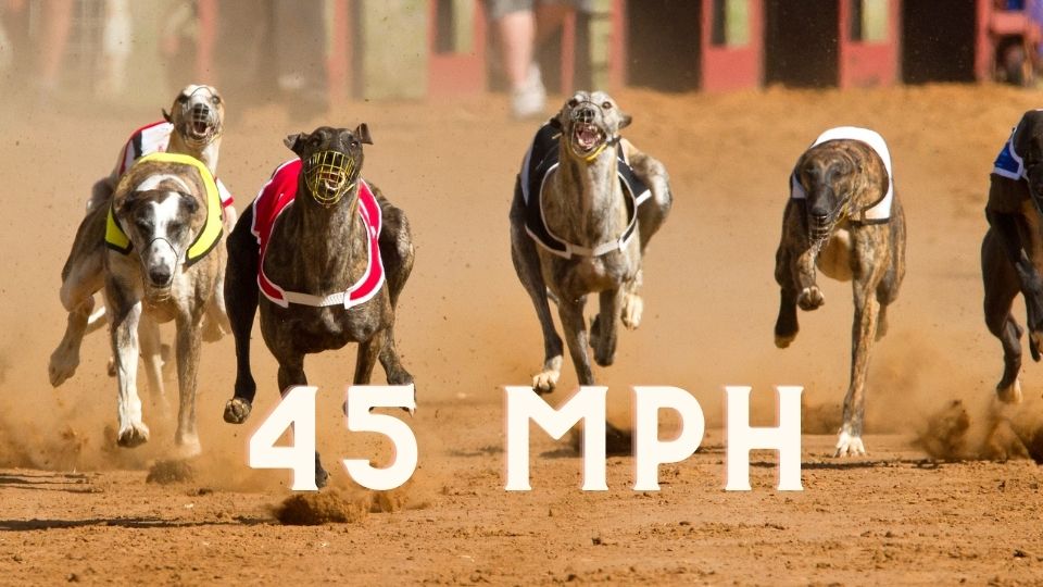 greyhound top speed 45 mph