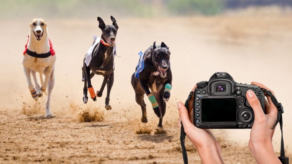 greyhound photography